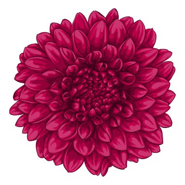 Beyaz arka plan üzerinde izole güzel pembe dahlia.