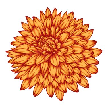 Beyaz arka plan üzerinde izole güzel sarı yıldız çiçeği.