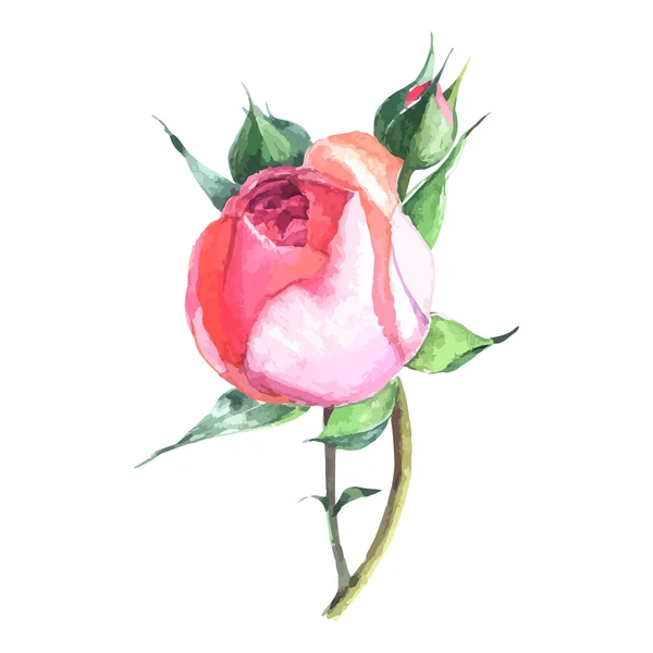 Hermosa rosa acuarela pintada a mano aislada sobre fondo blanco . — Vector de stock