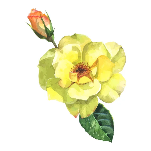 Όμορφο τριαντάφυλλο ακουαρέλα ζωγραφισμένες στο χέρι απομονώνονται σε λευκό φόντο. — Διανυσματικό Αρχείο