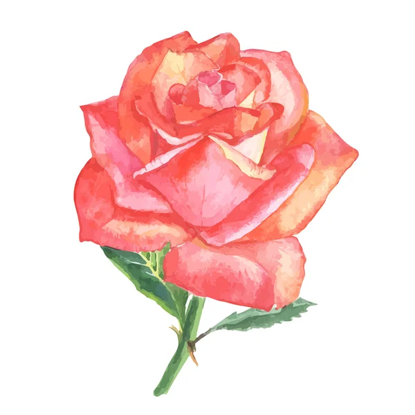 Bela rosa aquarela pintados à mão isolado no fundo branco . —  Vetores de Stock