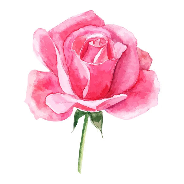 Hermosa rosa acuarela pintada a mano aislada sobre fondo blanco . — Vector de stock