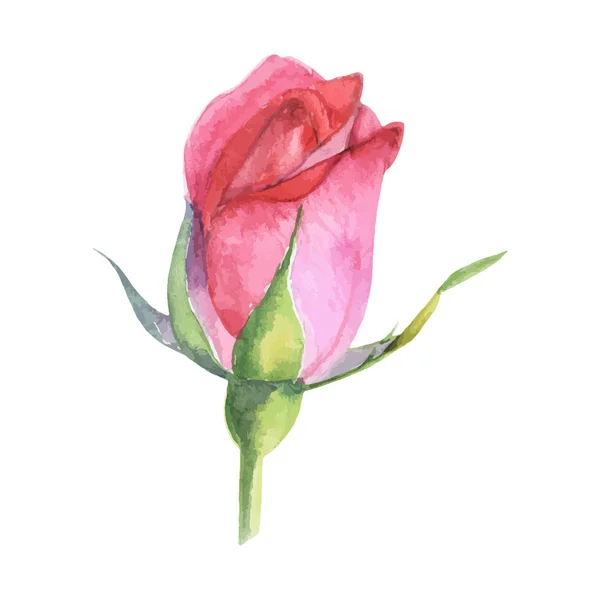 Hermosa rosa acuarela pintada a mano aislada sobre fondo blanco . — Vector de stock