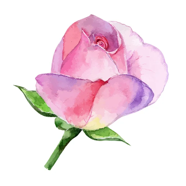 Hermosa rosa acuarela pintada a mano aislada sobre fondo blanco . — Archivo Imágenes Vectoriales