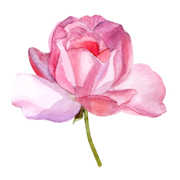 Hermosa rosa acuarela pintada a mano aislada sobre fondo blanco . — Archivo Imágenes Vectoriales