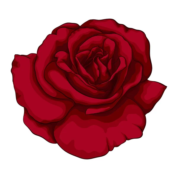 Belle rose rouge avec effet aquarelle isolée sur fond blanc . — Image vectorielle