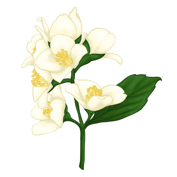 Beautiful jasmine branch isolated on white background. — Stock Vector