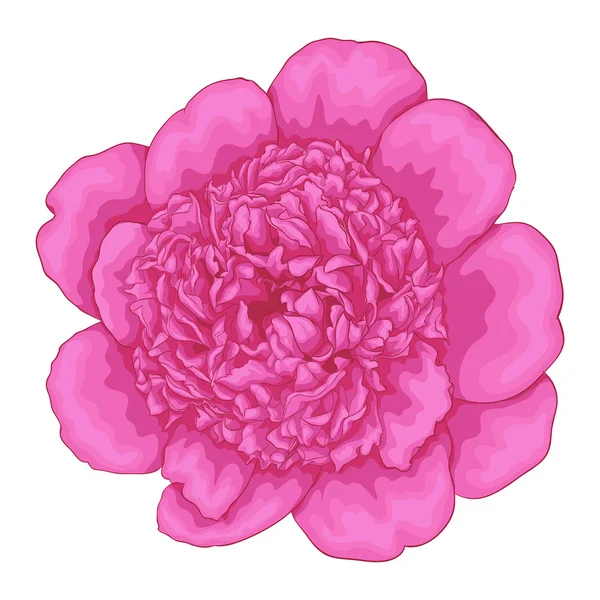 Beautiful pink peony isolated on white background. — Stock Vector