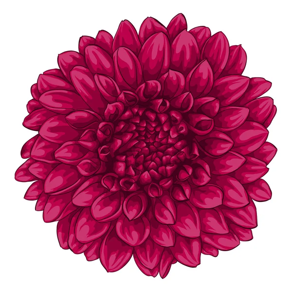 Beautiful pink dahlia isolated on white background. — Stock Vector