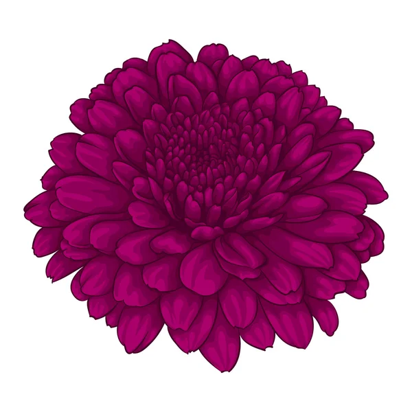 Beautiful pink chrysanthemum flower. effect watercolor isolated on white background. — Stock Vector