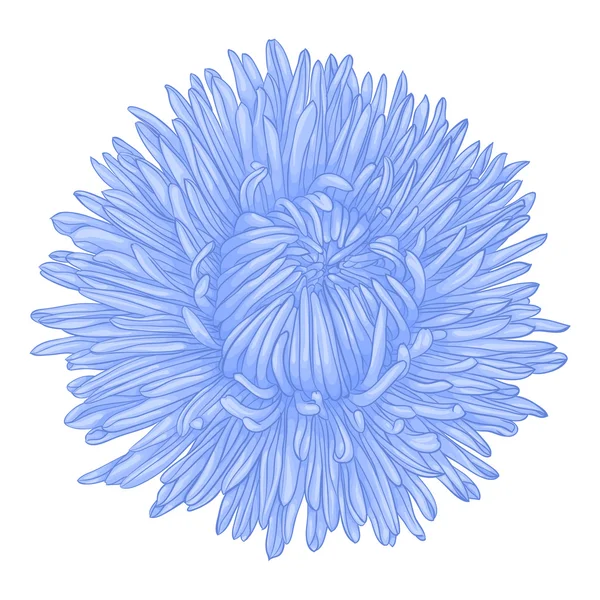 Hermoso aster azul aislado sobre fondo blanco . — Archivo Imágenes Vectoriales