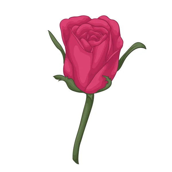 Hermosa rosa roja con efecto acuarela aislada sobre fondo blanco . — Vector de stock