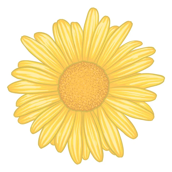 Beautiful yellow daisy flower with effect watercolor isolated on white background. — Stock Vector