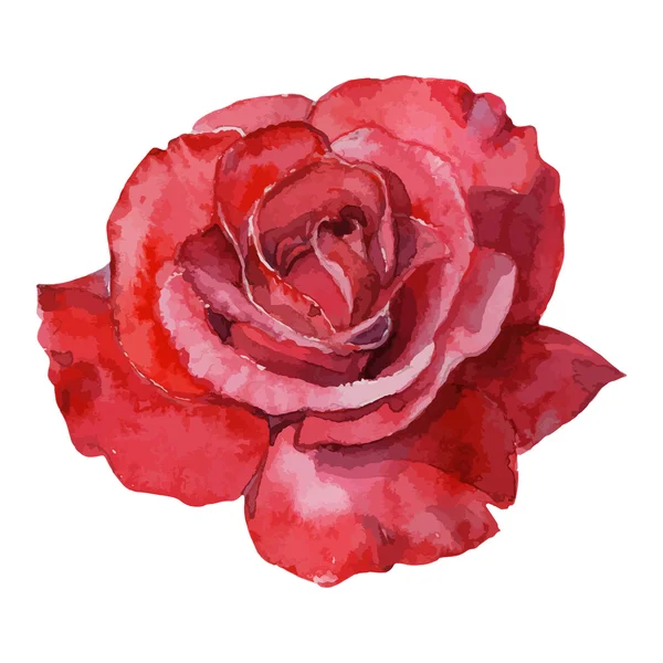 Bela rosa aquarela pintados à mão isolado no fundo branco . Gráficos Vetores