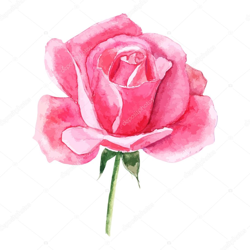 beautiful rose watercolor hand-painted isolated on white background.