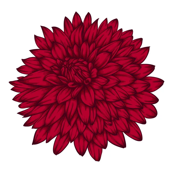 Mooie roze dahlia geïsoleerd op witte achtergrond. — Stockvector