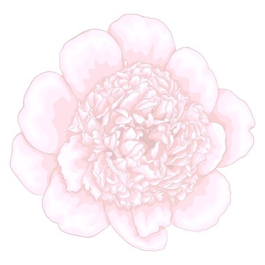 Beyaz arka planda izole edilmiş güzel pembe şakayık..