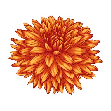 Beyaz arka plan üzerinde izole güzel sarı yıldız çiçeği.