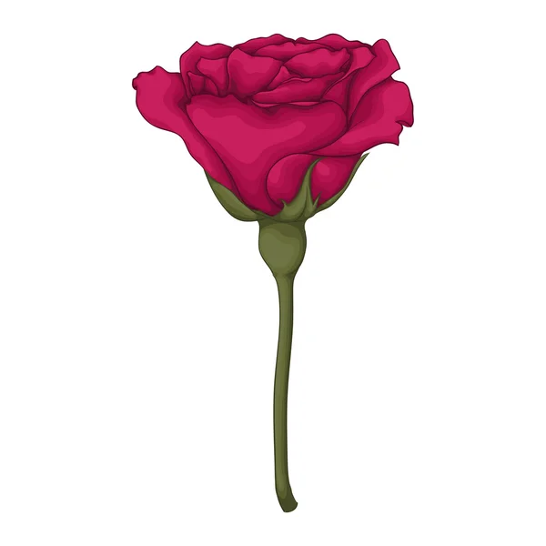 Hermosa rosa roja aislada sobre fondo blanco. — Archivo Imágenes Vectoriales