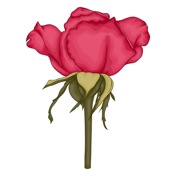 Hermosa rosa roja aislada sobre fondo blanco. — Vector de stock