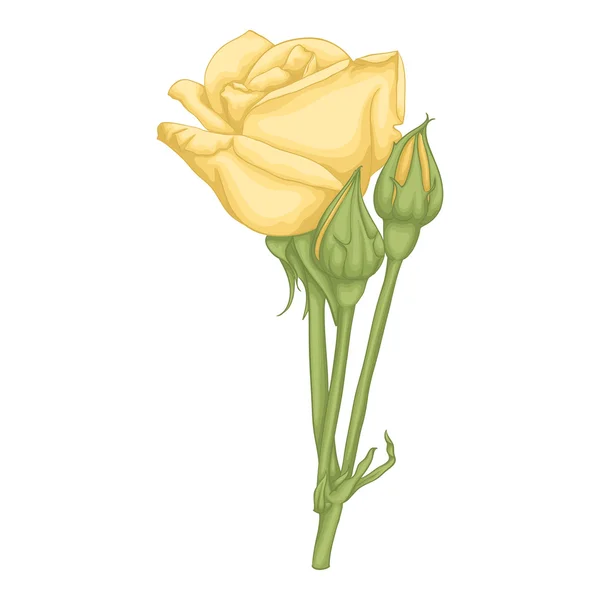 Όμορφο κίτρινο τριαντάφυλλο απομονωμένο σε λευκό φόντο. — Διανυσματικό Αρχείο