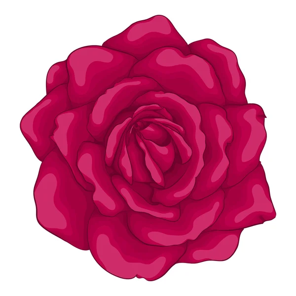 Belle rose rouge isolée sur fond blanc. — Image vectorielle