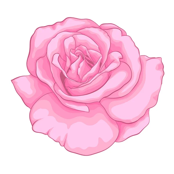 Hermosa rosa rosa aislada sobre fondo blanco. — Archivo Imágenes Vectoriales