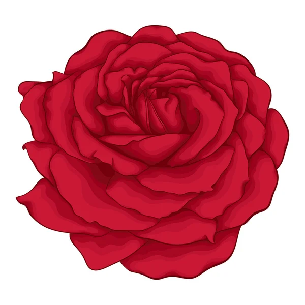 Hermosa rosa roja aislada sobre fondo blanco. — Vector de stock