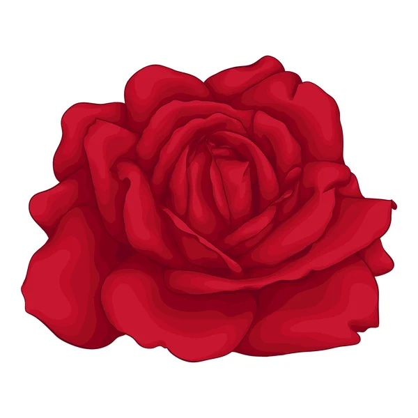 Belle rose rouge isolée sur fond blanc. — Image vectorielle