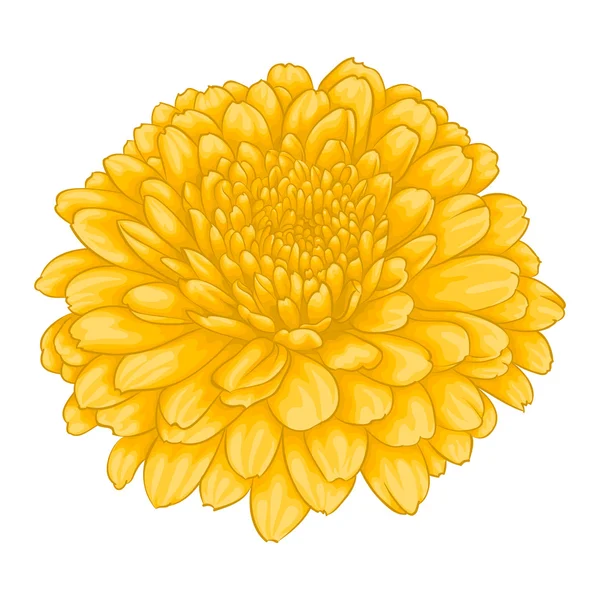 Όμορφο κίτρινο χρυσάνθεμο λουλούδι αποτελέσματος ακουαρέλα απομονώνονται σε λευκό φόντο. — Διανυσματικό Αρχείο