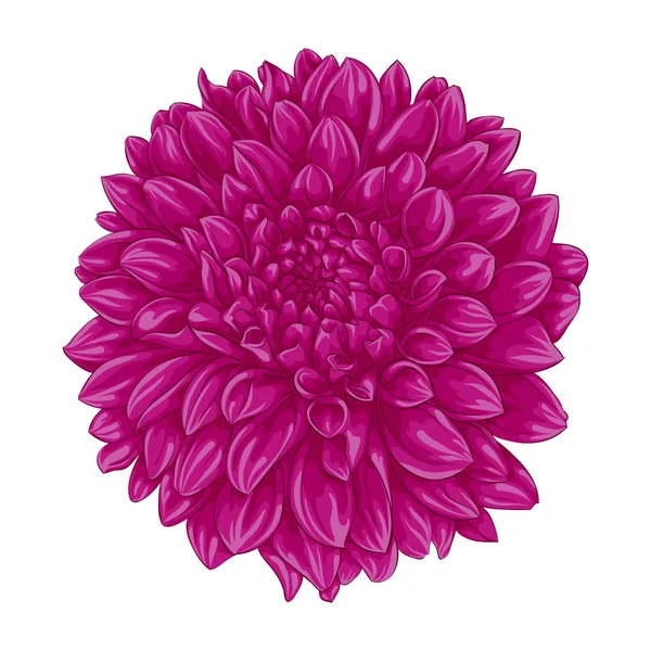 Beautiful pink dahlia isolated on white background. — Stock Vector