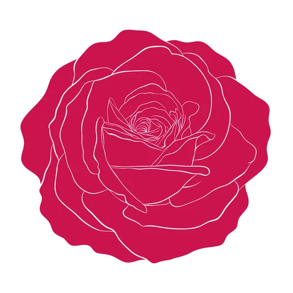 Hermosa rosa roja aislada sobre fondo blanco. — Archivo Imágenes Vectoriales