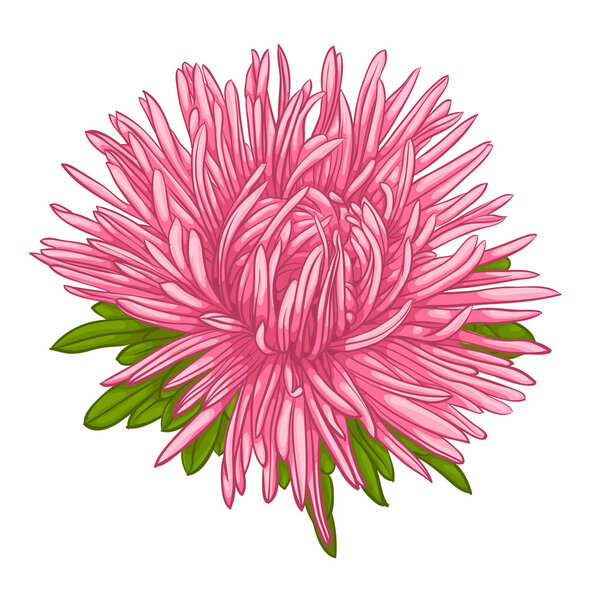 Beautiful aster isolated on white background.