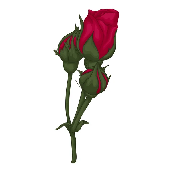 Mawar merah yang indah terisolasi pada latar belakang putih. Stok Vektor Bebas Royalti