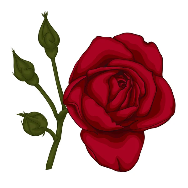 バラのつぼみストックベクター ロイヤリティフリーバラのつぼみイラスト Depositphotos バラのつぼみストックベクター ロイヤリティフリーバラのつぼみイラスト Depositphotos