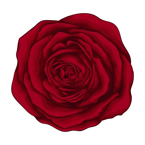 Красива червона троянда ізольована на білому тлі . Стокова Ілюстрація
