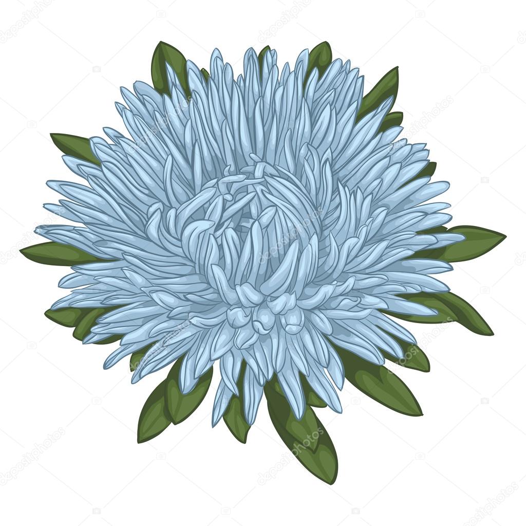 Beautiful blue aster isolated on white background.