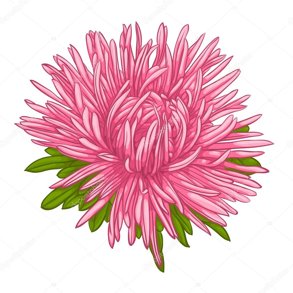 Beautiful aster isolated on white background.