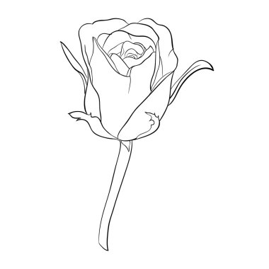 güzel tek renkli siyah beyaz gül izole