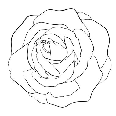 güzel tek renkli siyah beyaz gül izole