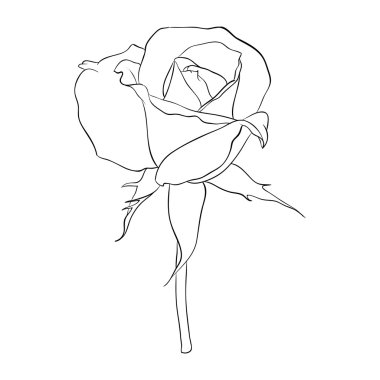 güzel tek renkli siyah beyaz gül izole 