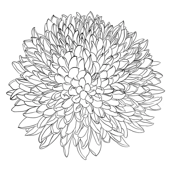 Bela flor monocromática preto e branco isolado — Vetor de Stock