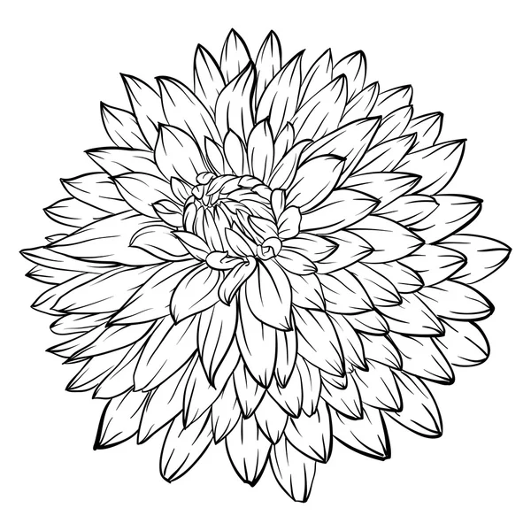 Zwart-wit Dahlia bloem geïsoleerd — Stockvector