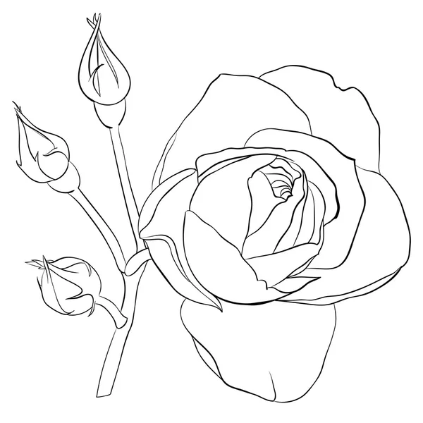 Hermosa rosa monocromática en blanco y negro aislado — Archivo Imágenes Vectoriales