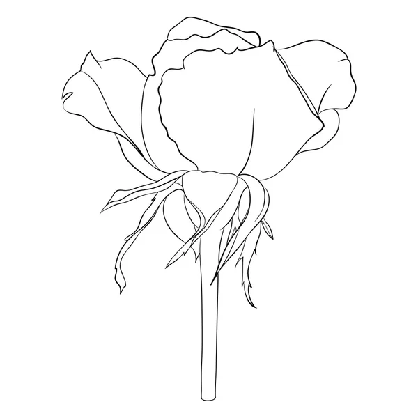 Όμορφο μονόχρωμος μαύρο και λευκό τριαντάφυλλο απομονωμένη — Διανυσματικό Αρχείο