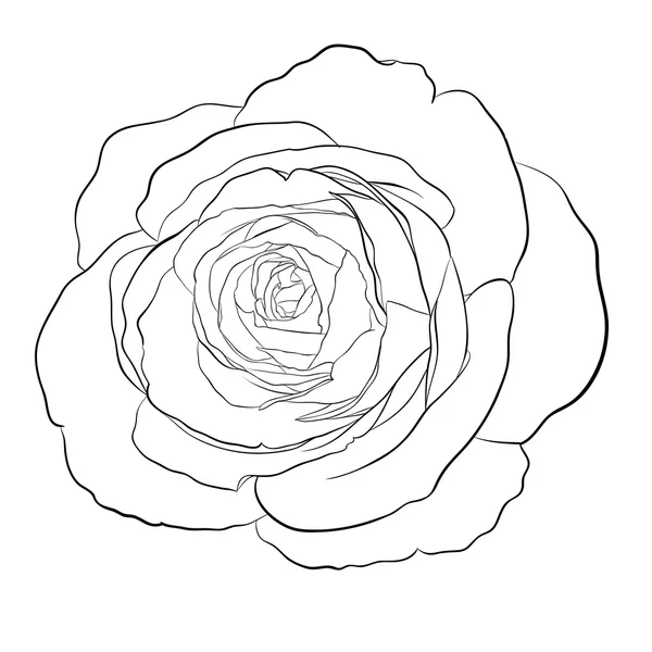 Hermosa rosa monocromática en blanco y negro aislado — Vector de stock