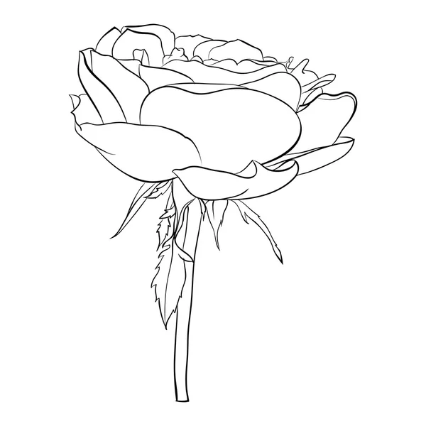 Hermosa rosa monocromática en blanco y negro aislado — Vector de stock