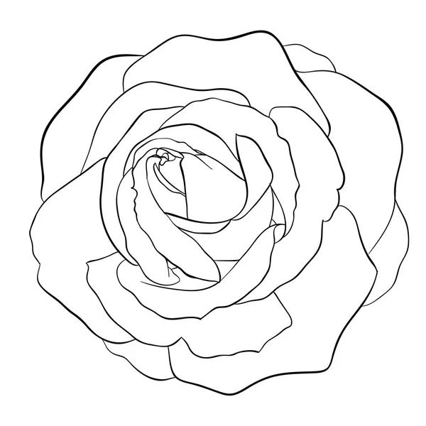 Bela rosa monocromática preto e branco isolado — Vetor de Stock