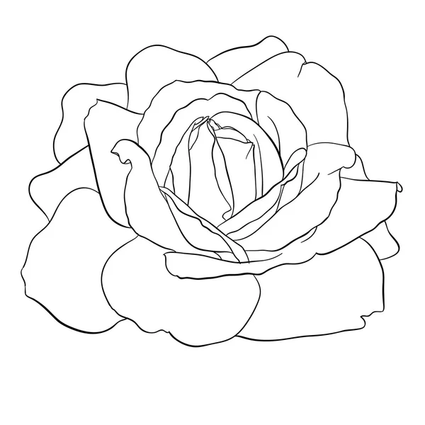 Hermosa rosa monocromática en blanco y negro aislado — Vector de stock