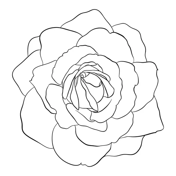 Schöne einfarbige schwarze und weiße Rose isoliert — Stockvektor